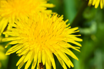 Dandelion, a yellow flower in the sunshine.
