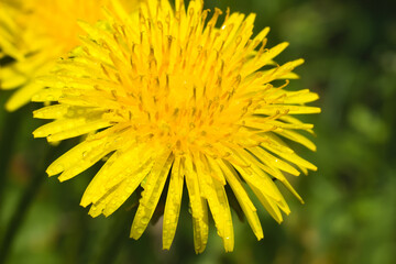Dandelion, a yellow flower in the sunshine.
