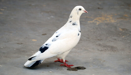 Single white pigeon with black spot on feather © Y.S.Gangwar