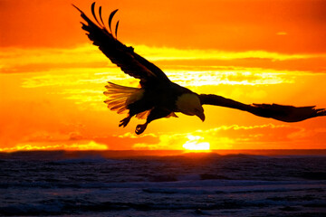 Bald Eagle flying over Ocean water at sunset.