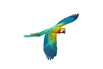 Colorful macaw parrot flying isolated on white.