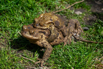 mating toads in spring, a pair of male and female toads on the grass