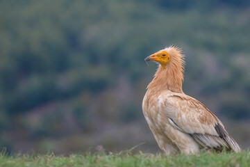 vautour percnoptère 