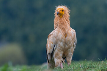 vautour percnoptère 