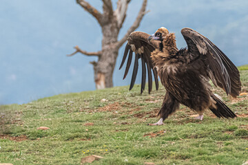vautour moine