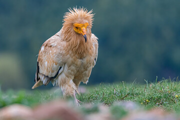 vautour percnoptère 