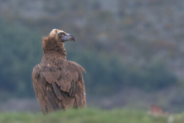 vautour moine