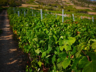 Fototapeta na wymiar Winnica w Chorwacji
