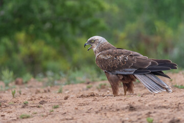 Fototapeta premium busard des roseaux