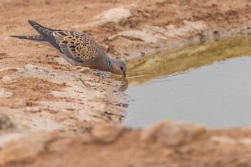 tourterelle des bois