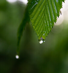 water drops on a leaf
