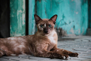 Thai cat lying on the street with a blue wall in the background © Nine_pmp/Wirestock Creators