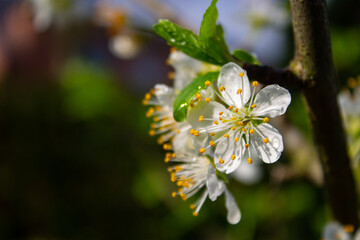 white flowers after the rain