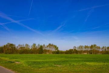 landscape with trees and sky