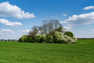 a green island of trees in the midst of grain fields