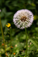 dandelion in the grass
