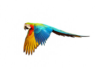 Colorful macaw parrot flying isolated on white.