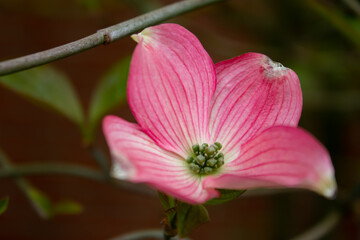 pink and white flower