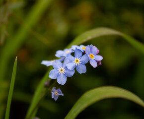 forget me not flowers