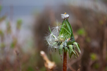 dandelion in the grass