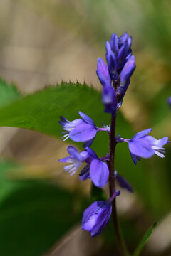 Polygala vulgaris, zarte blaue Blume im Fr&uuml;hling, Hochformat, Kreuzbl&uuml;mchen