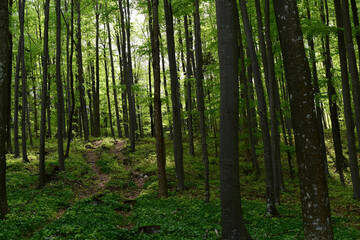 Fototapeta na wymiar Verträumter Waldweg in der Frühlingssonne mit hohen Buchen und hellem Grün, Bärlauch dicht am Boden
