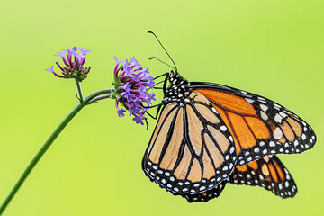 Monarch Butterfly