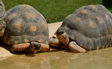 Tortues radiées de Madagascar