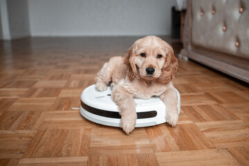 Pet friendly smart vacuum cleaner. Cute golden cocker spaniel puppy dog with while robot vacuum...