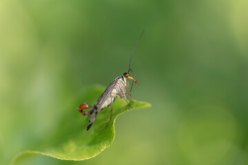 Common Scorpionfly Panorpa communis perched on a leaf