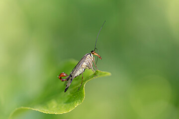 Common Scorpionfly Panorpa communis perched on a leaf