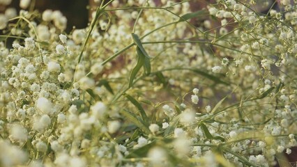 Bouquet of gypsophila paniculata white close-up slow motion.