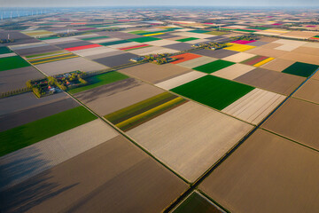 Aerial view of the colorful tulip fields and farmhouses with rows of grand Wind Turbines in...