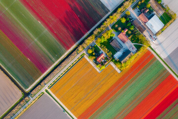 Aerial view of the colorful tulip fields and farmhouses in Noordoostpolder part of Netherlands