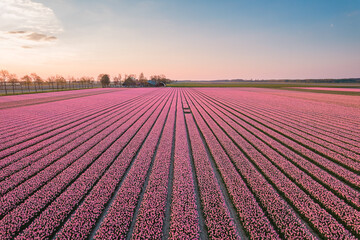 Aerial view of a pink tulip field in Keukenhof, Lisse at sunrise in Netherlands