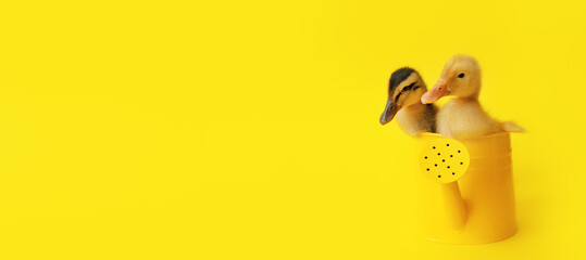 banner two small yellow add variegated duckling in metal watering can on yellow background, selective focus