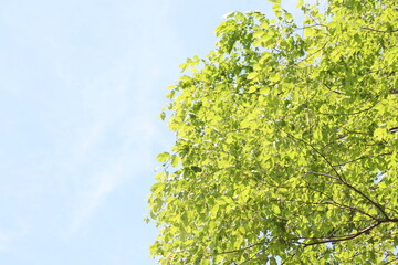 青空に映える新緑