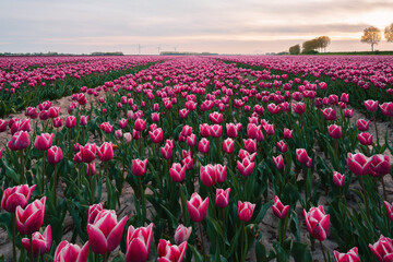 Fototapeta na wymiar Colorful tulip flower fields in Keukenhof, Lisse at dusk in Netherlands