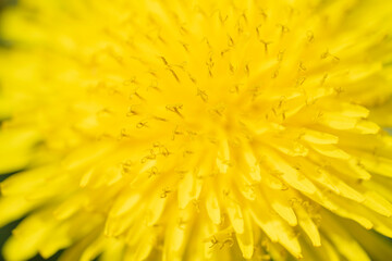 Yellow dandelion bud petals macro shooting, close-up. 