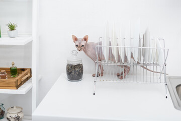 Sphynx cat standing near plates and jar on kitchen worktop.