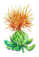 Watercolor illustration with sunflower. An isolated object on a white background.