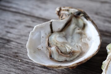 Fresh oyster and shell seafood on wood background