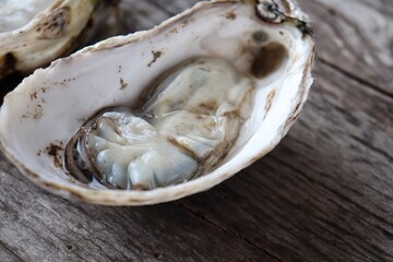 Fresh oyster and shell seafood on wood background