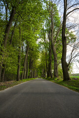 Fototapeta na wymiar May spring Avenue of trees in the village of Czesławice