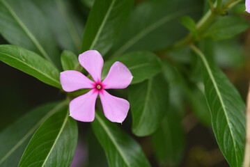 Closeup shot of a Cape periwinkle on the blurry background