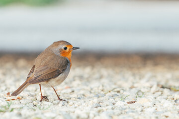 close-up shot of a robin