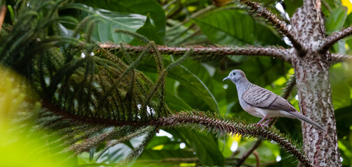 selective focus pigeon perched on branch against green leaf background, bird, poultry