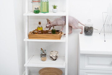 Sphynx cat standing on rack with jars in kitchen.