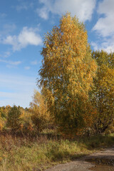Fototapeta na wymiar Birch tree growing in autumn.