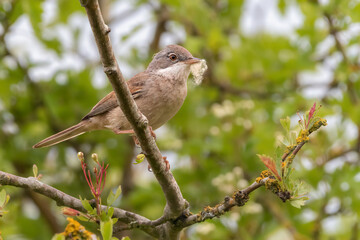 Common whitethroat (Sylvia communis) with nesting material in its beak. Beautiful British warbler portrait.